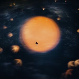 Meet your Posher, Carol